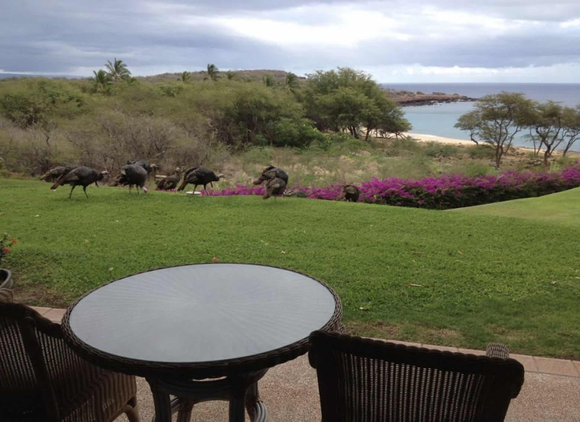 vista de la bahía de Hulopoe desde Four Seasons Lanai