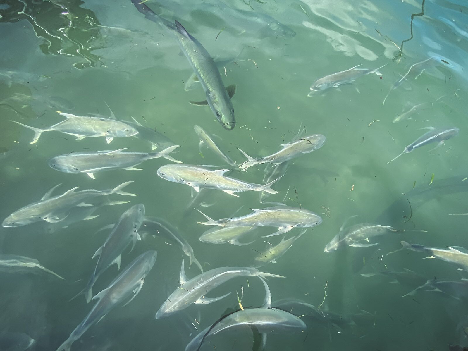 Alimenta el Tarpon en Caye Caulker Belice