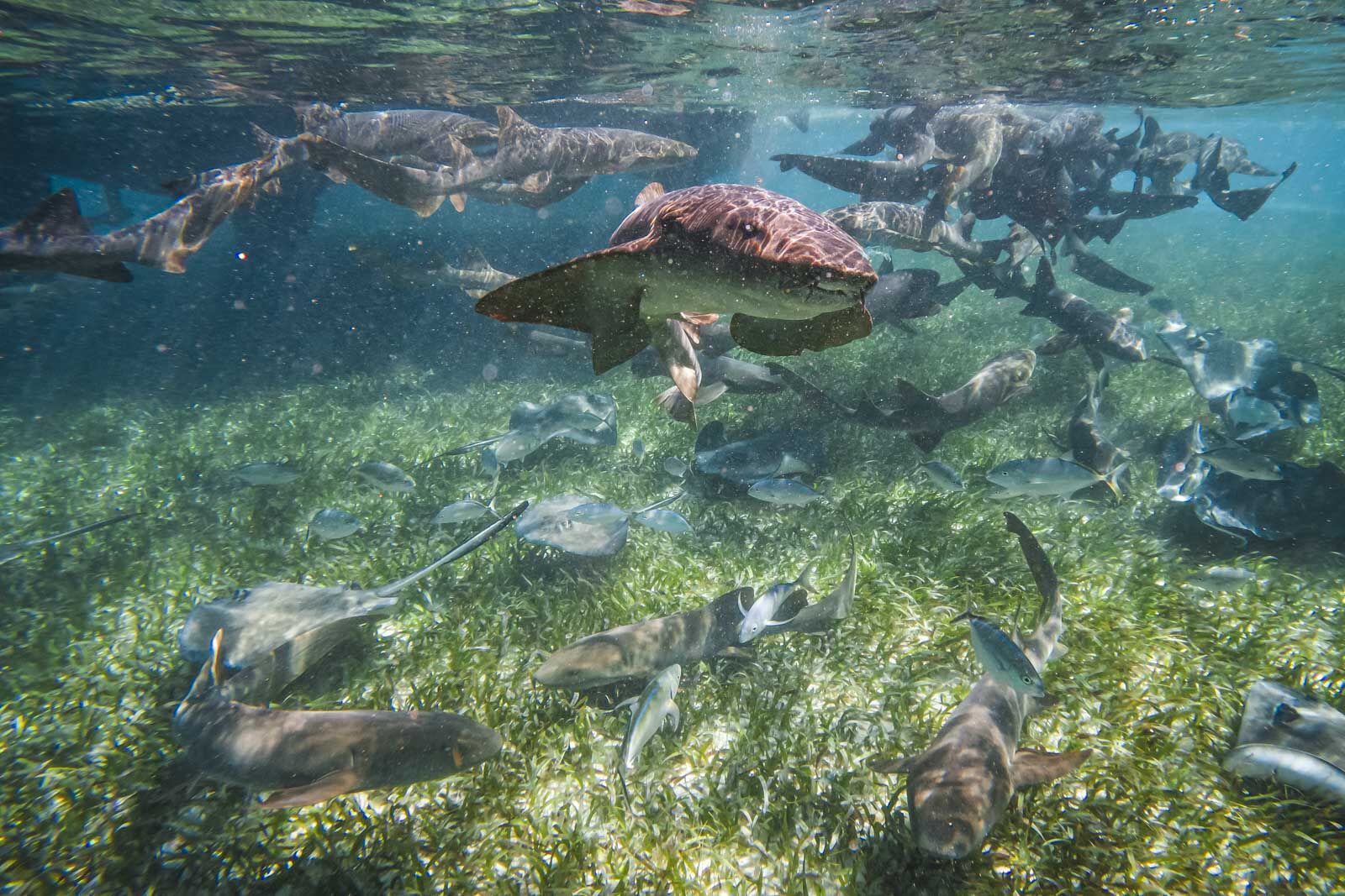 Tiburones en el callejón Shark Ray fuera de Caye Caulker Belice