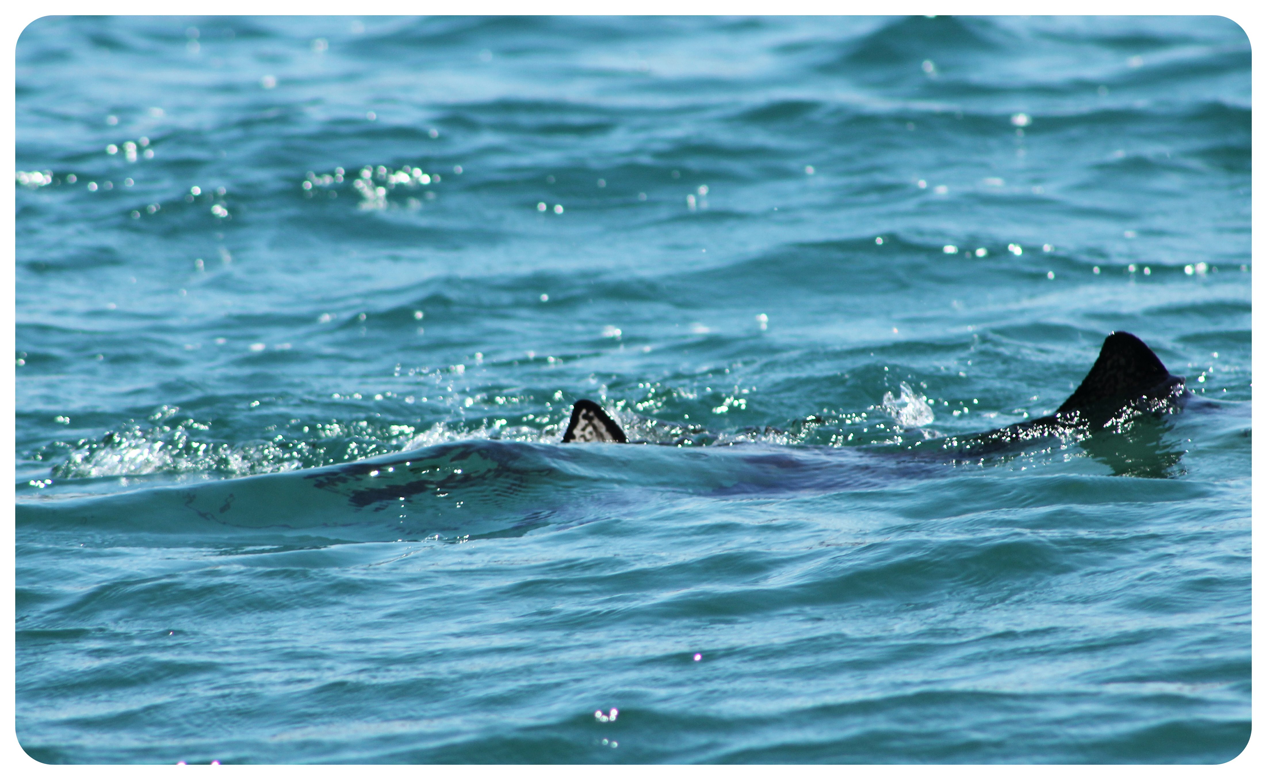 chorro manchado de las Galápagos