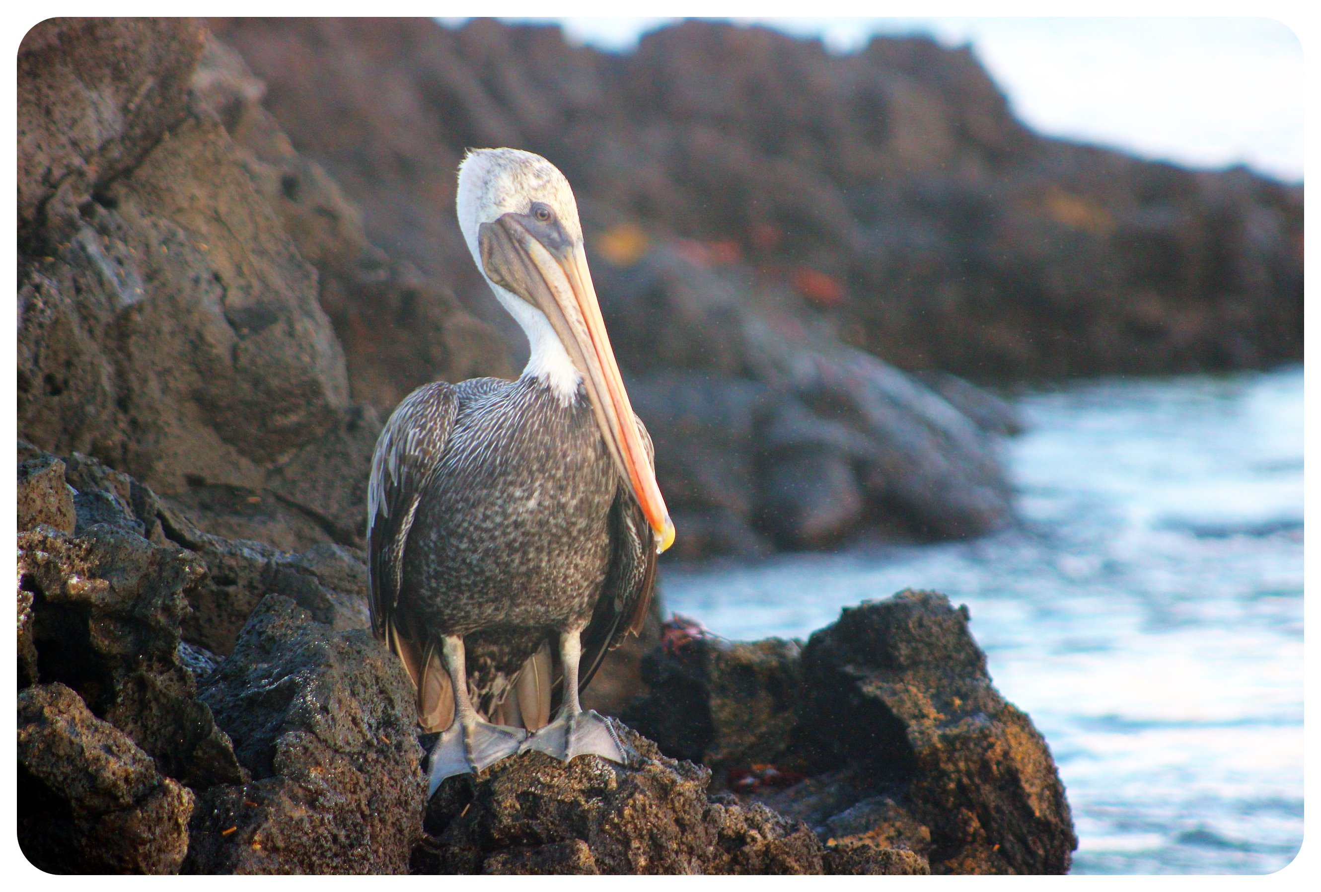 pelícano de las islas Galápagos