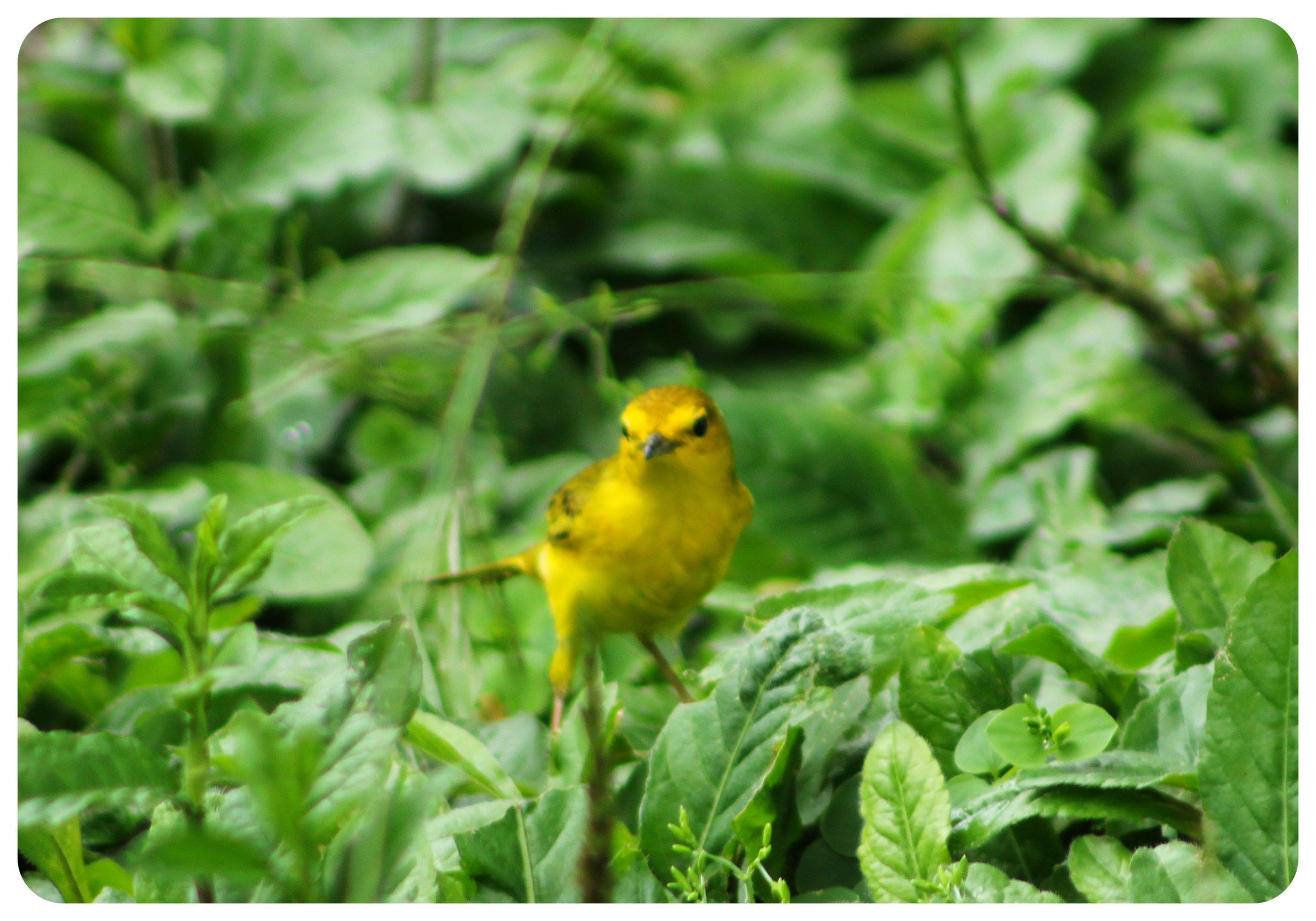 pájaro amarillo de las Galápagos