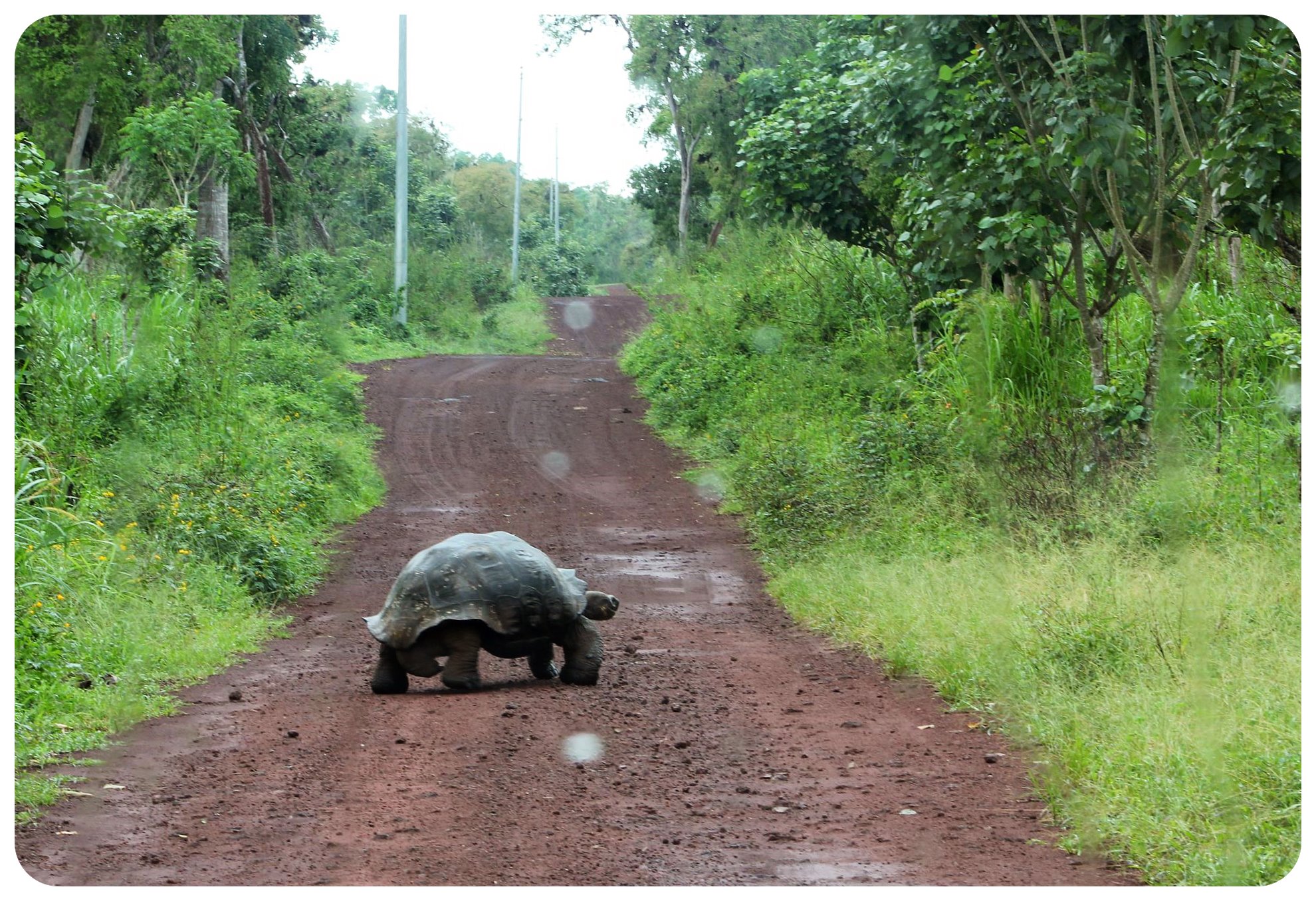 tortuga gigante de Galápagos