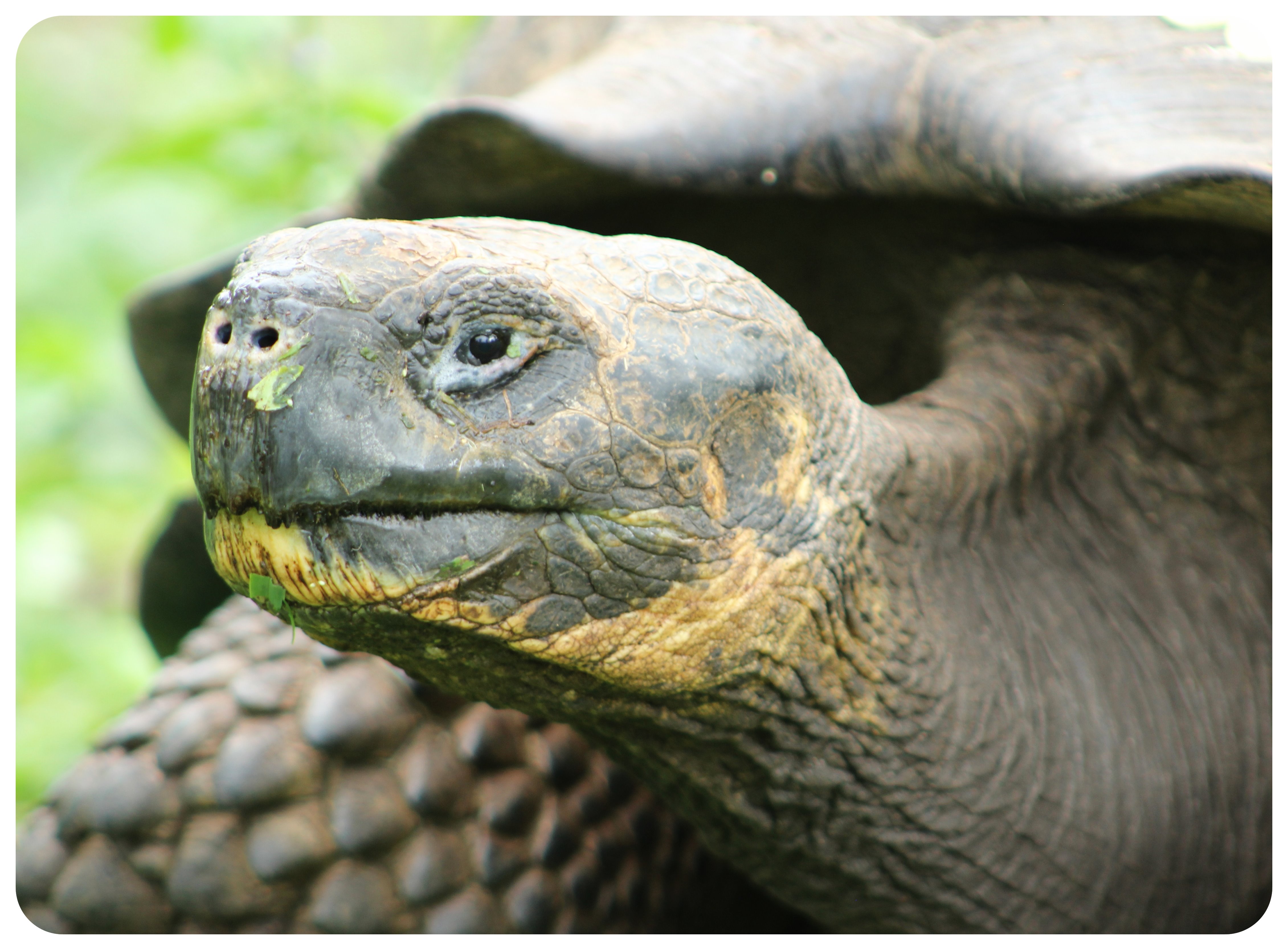 tortuga gigante de Galápagos