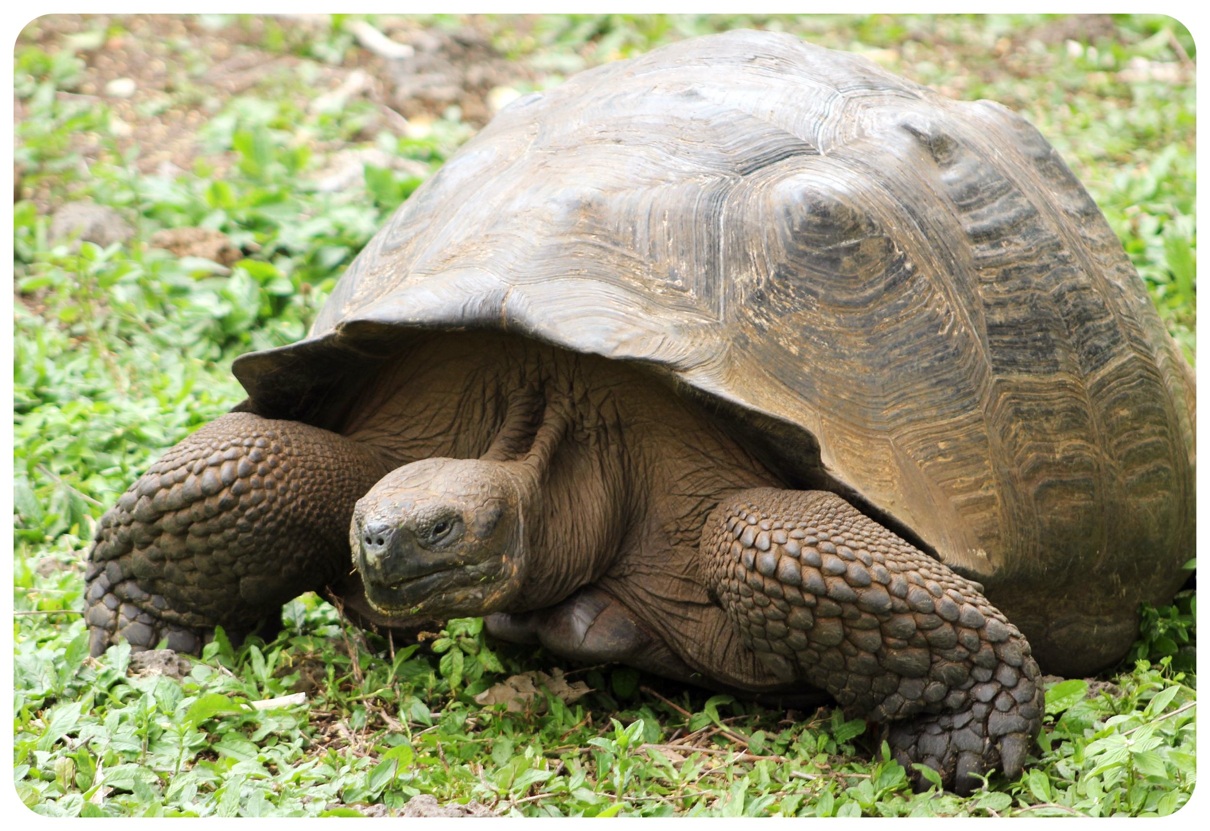 tortuga gigante de Galápagos