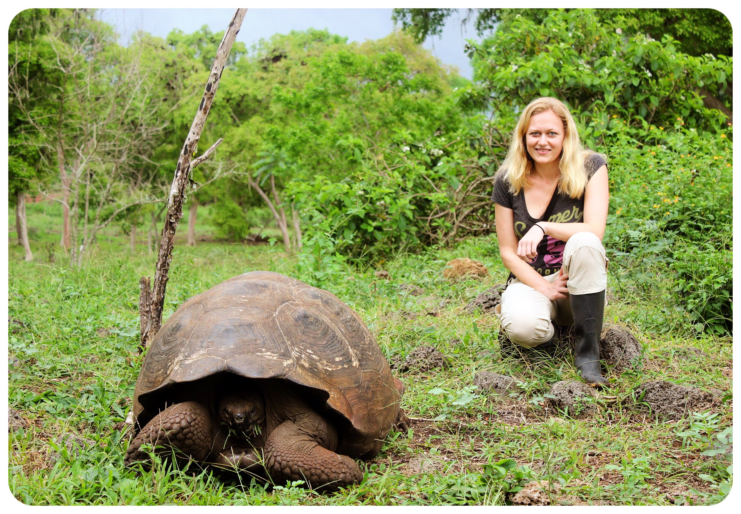 tortuga gigante de las islas Galápagos dani