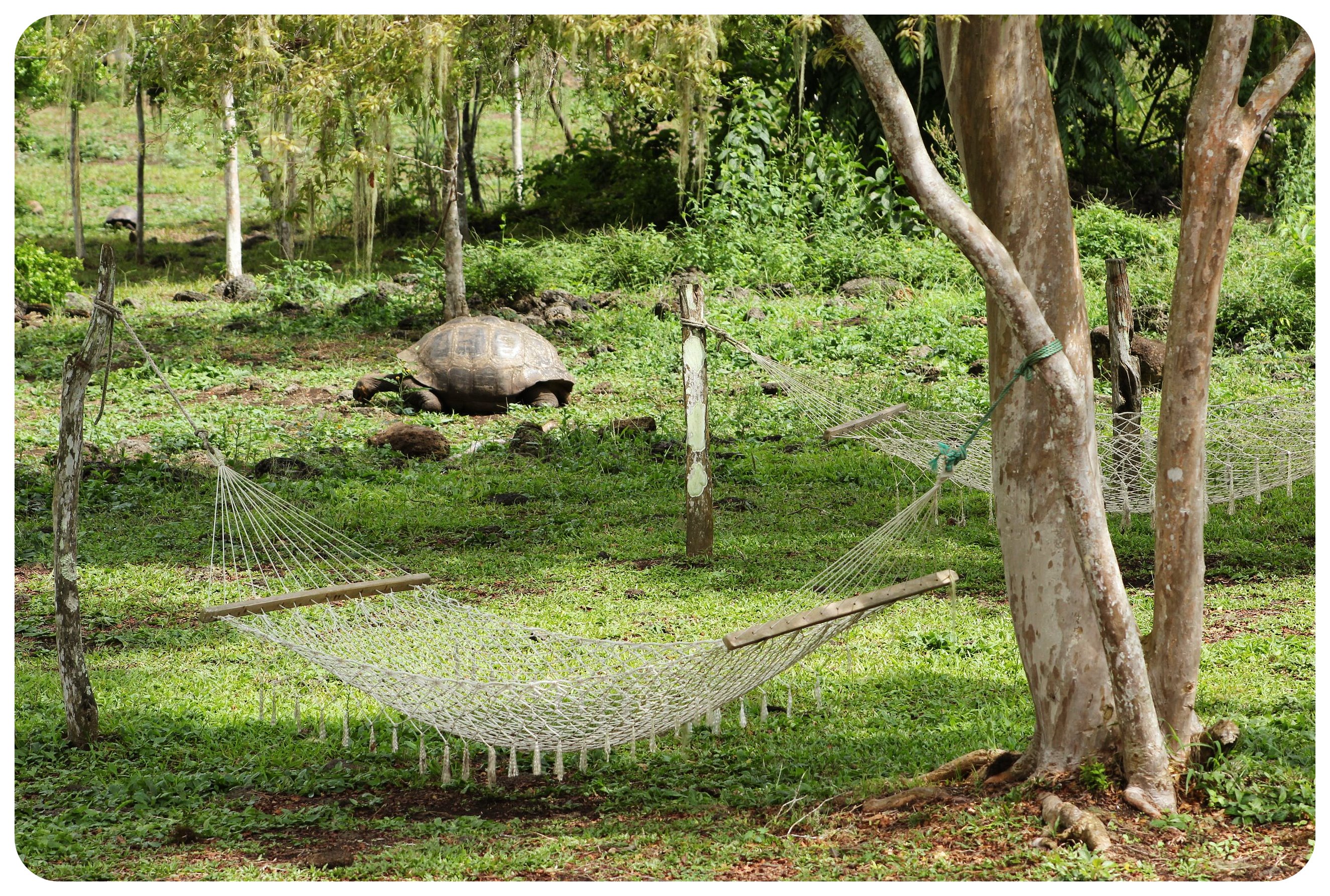 tortuga hamaca de la isla de Galápagos