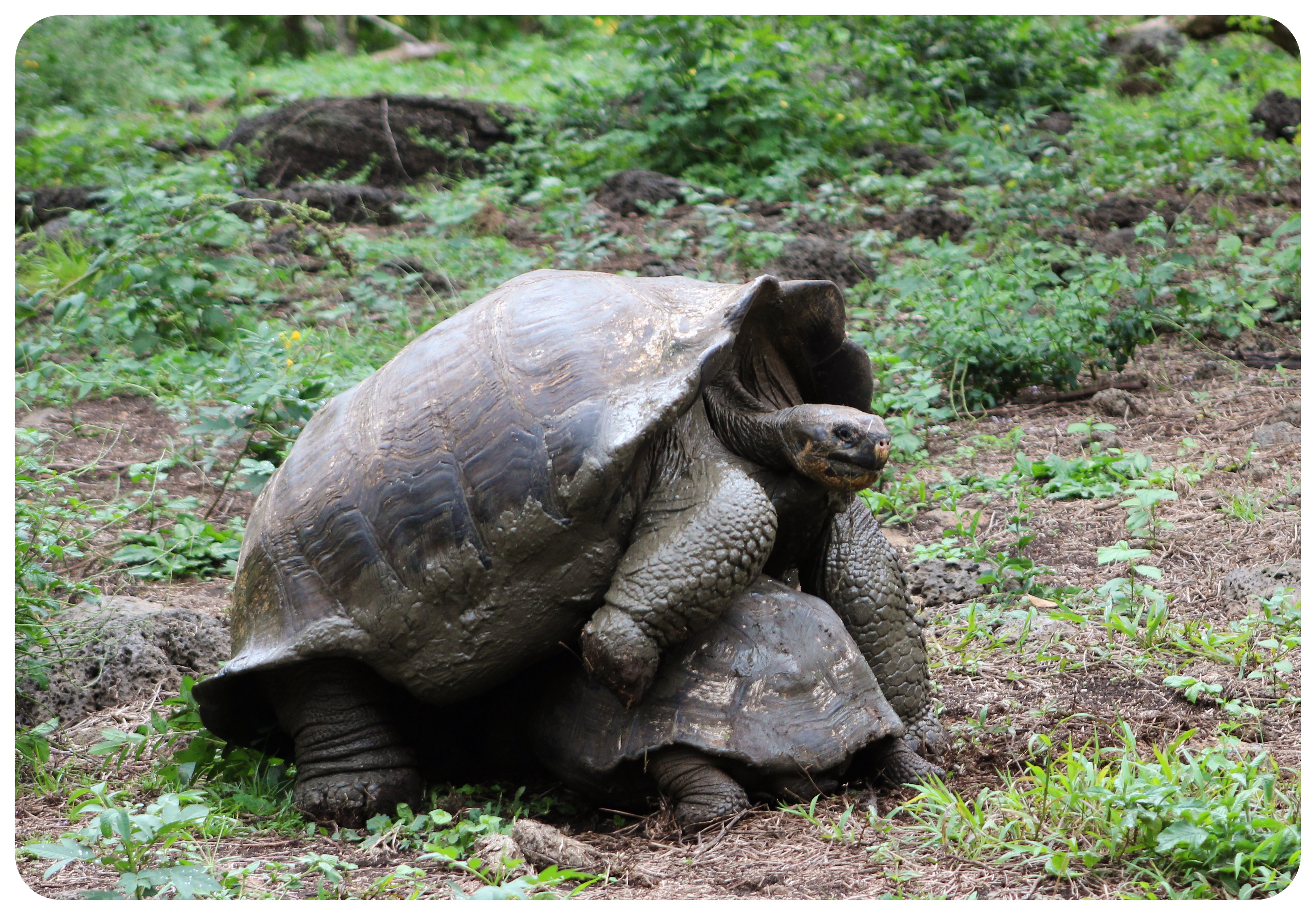 Galápagos emparejando tortugas gigantes