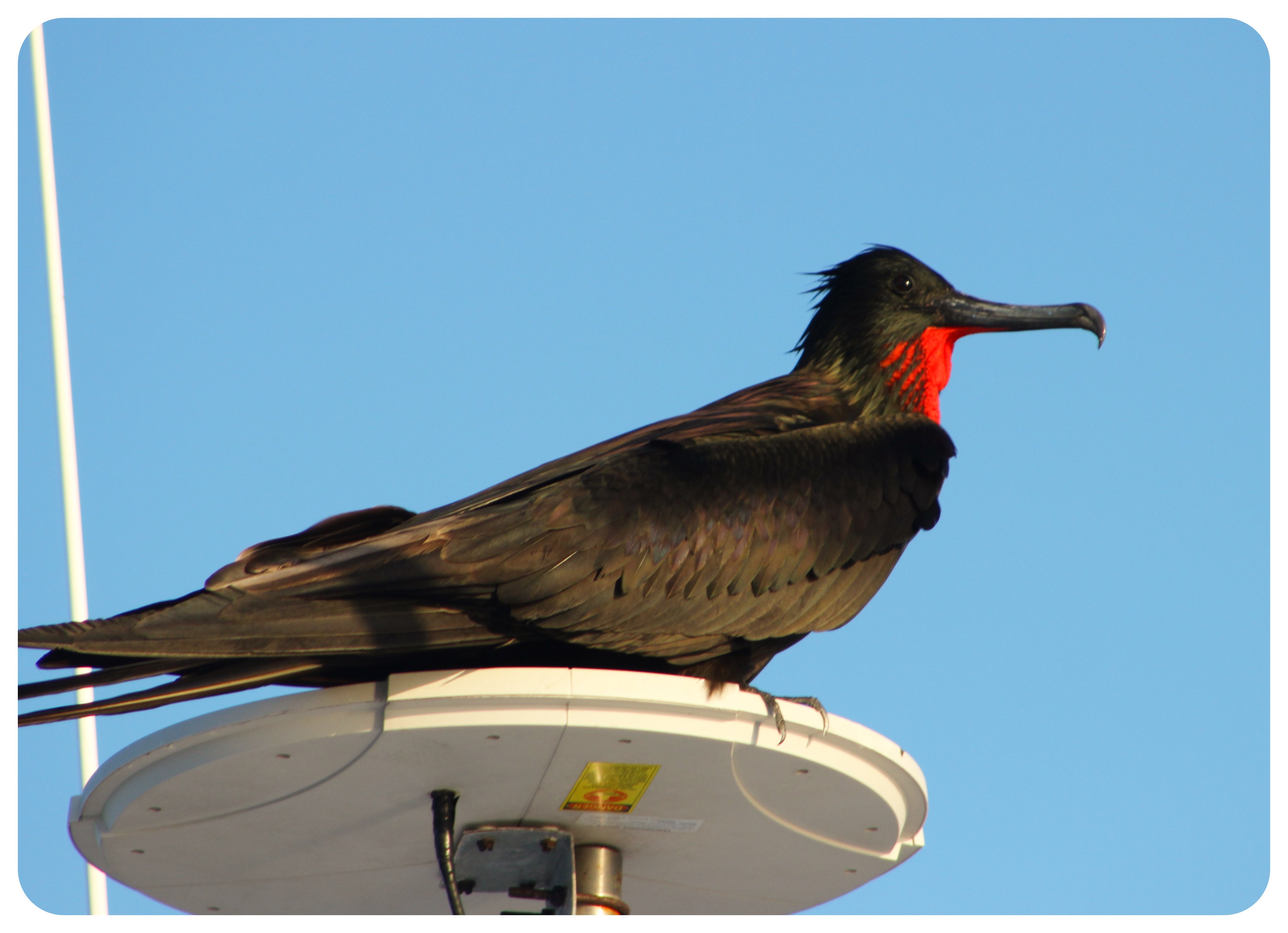 pájaro fragata islas Galápagos