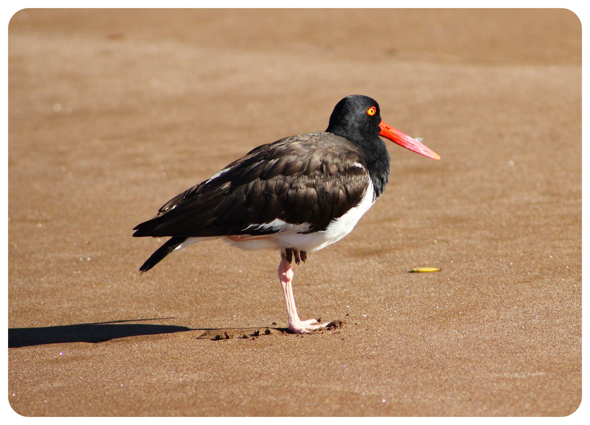 pájaro de Galápagos