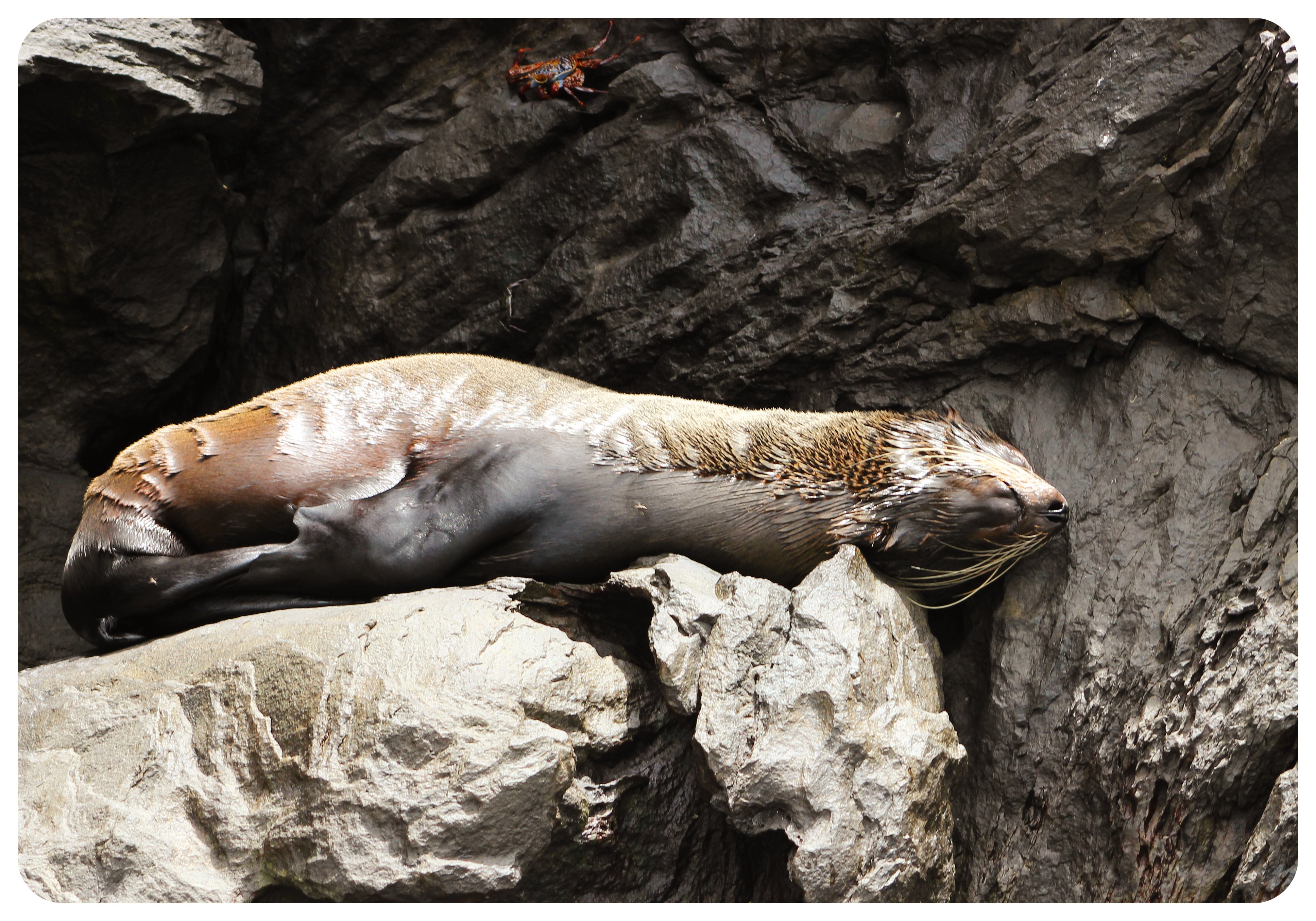 león marino de Galápagos en la roca