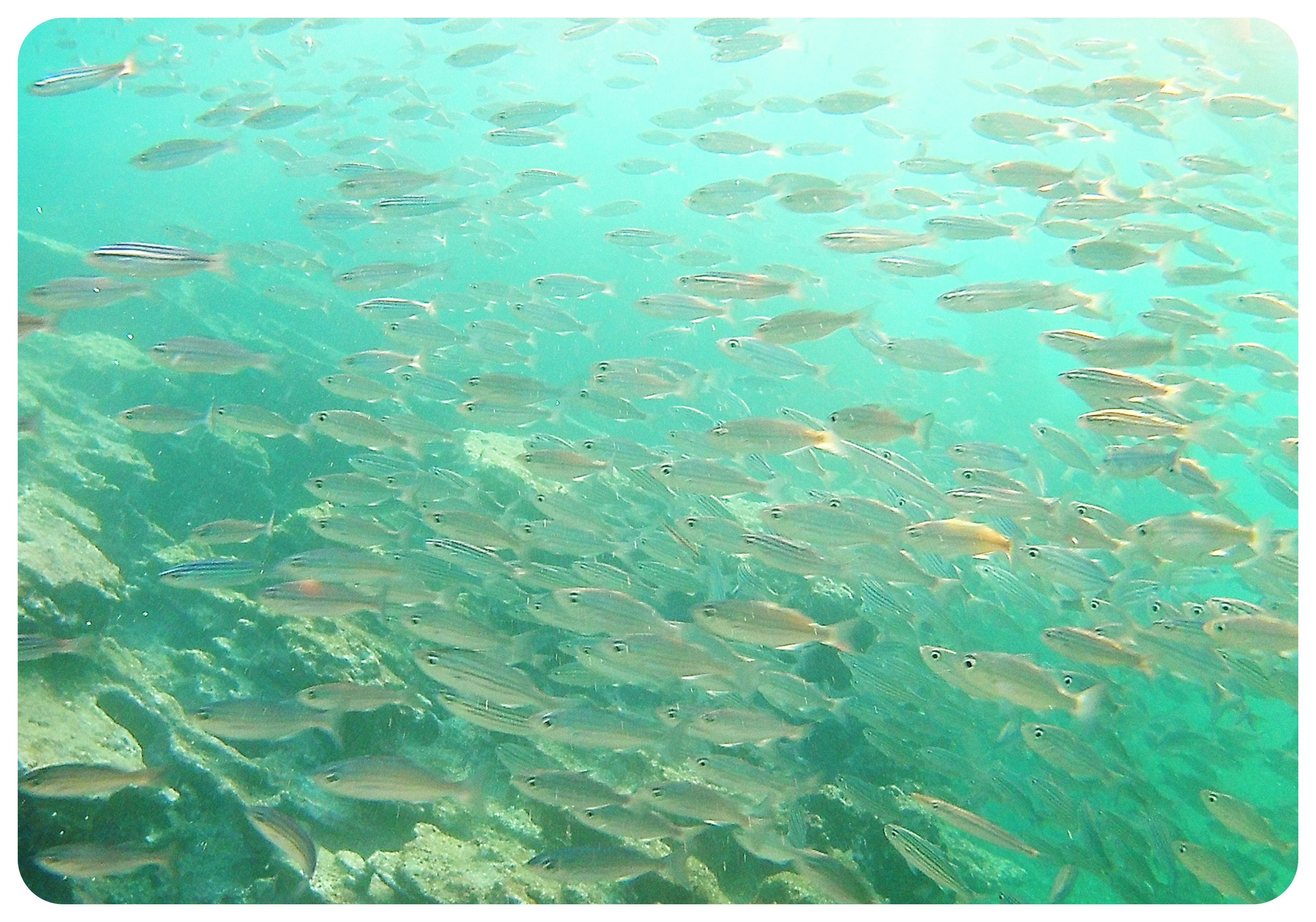 peces de Galápagos