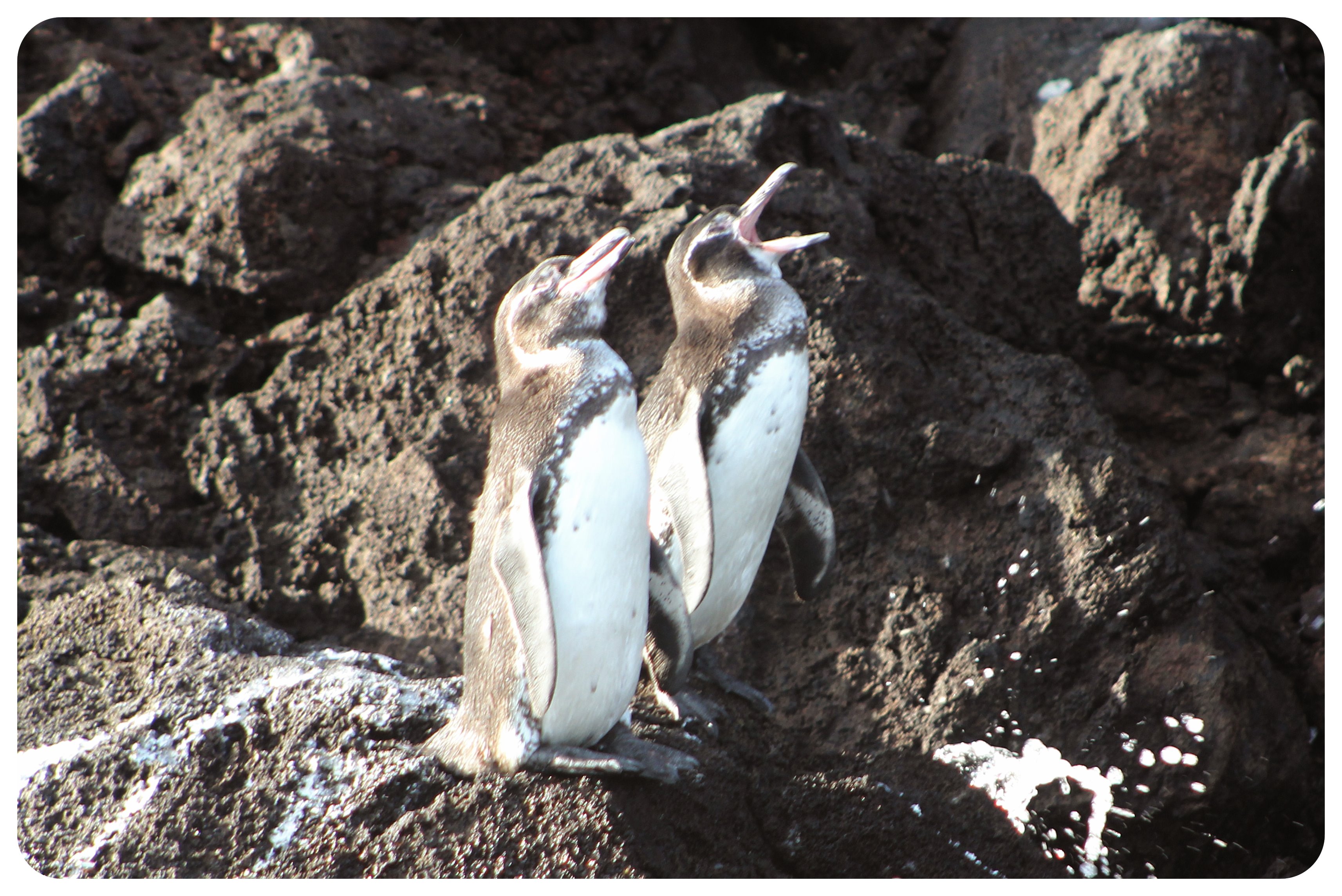 pingüinos de las islas Galápagos