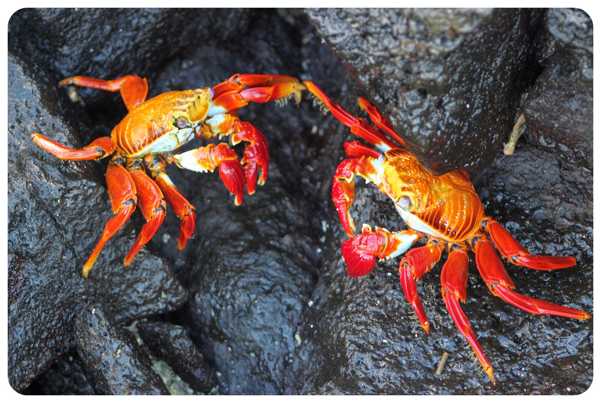 islas Galápagos sally cangrejos lightfoot