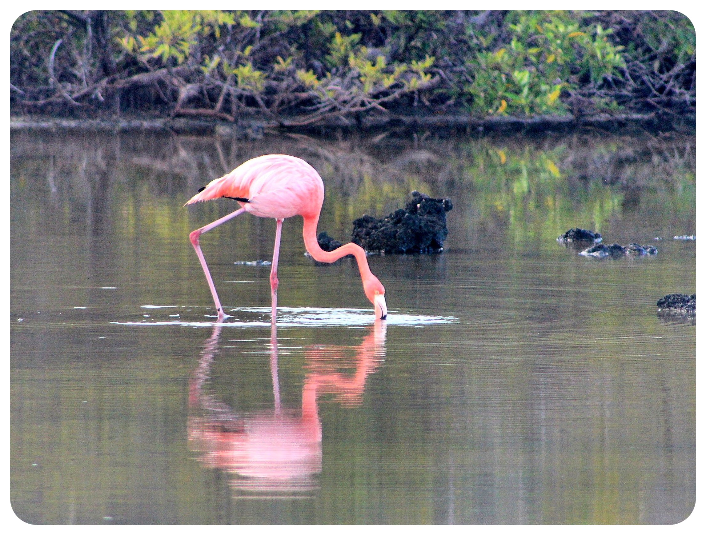 flamenco de Galápagos