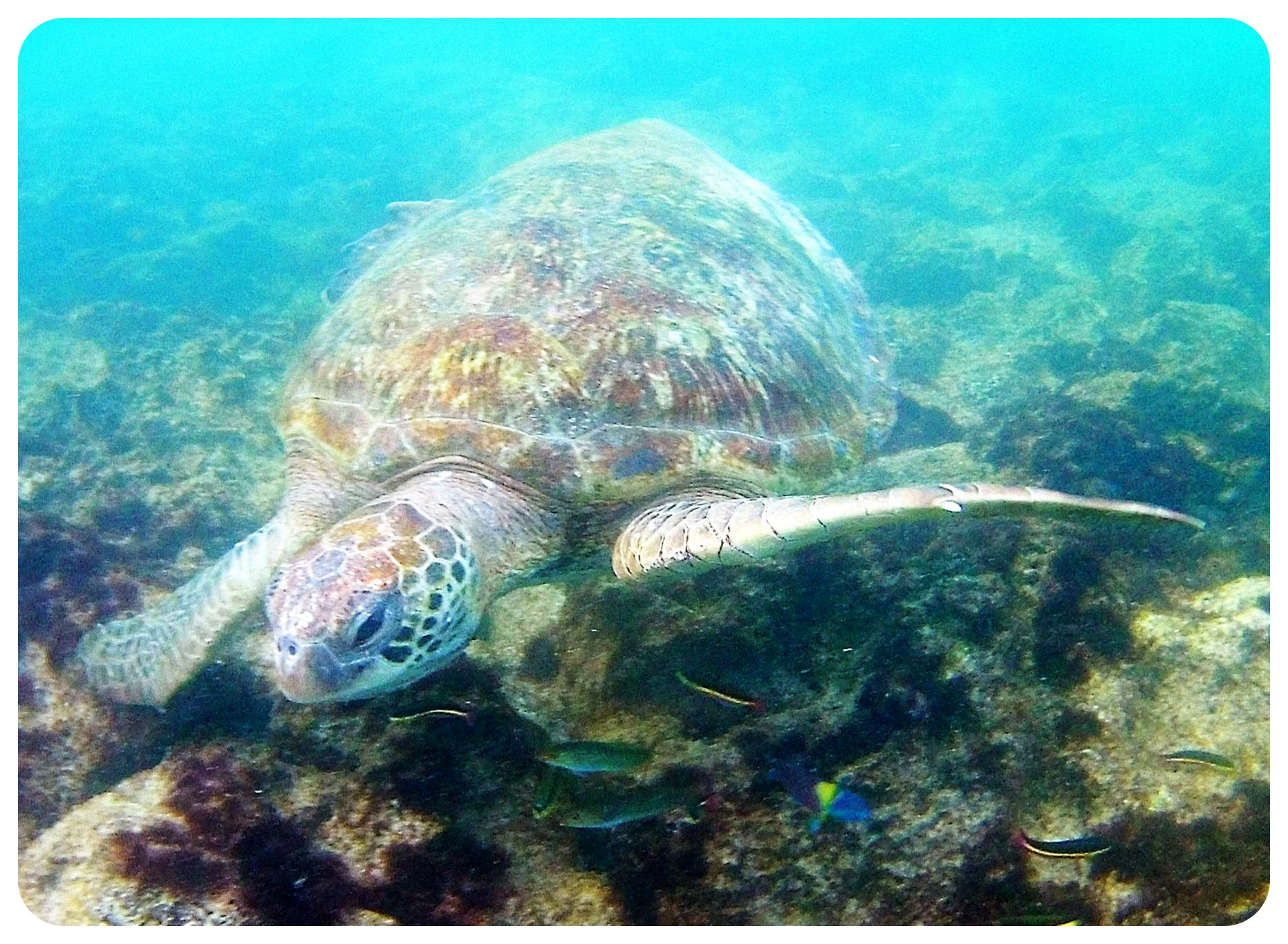 tortuga marina de Galápagos