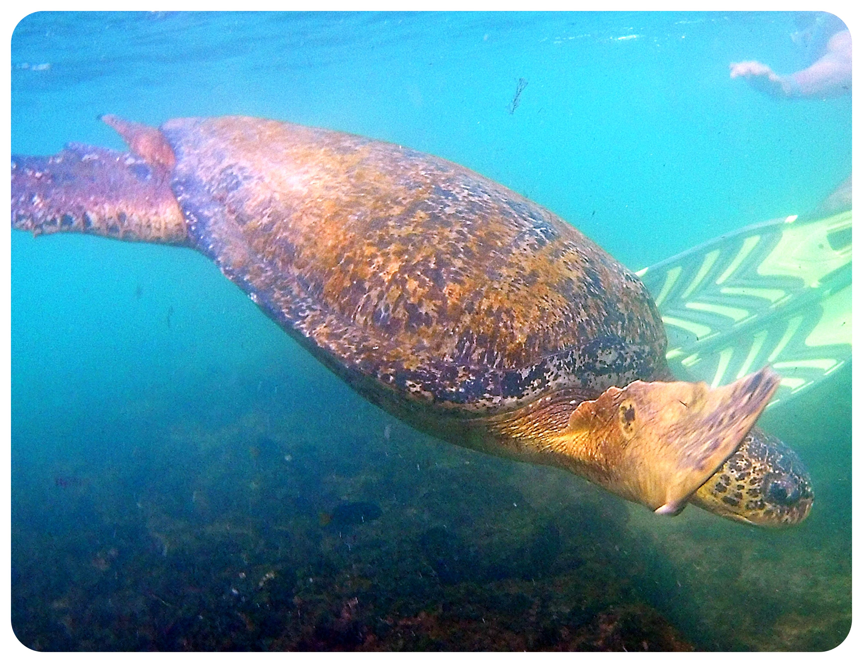 tortuga de Galápagos