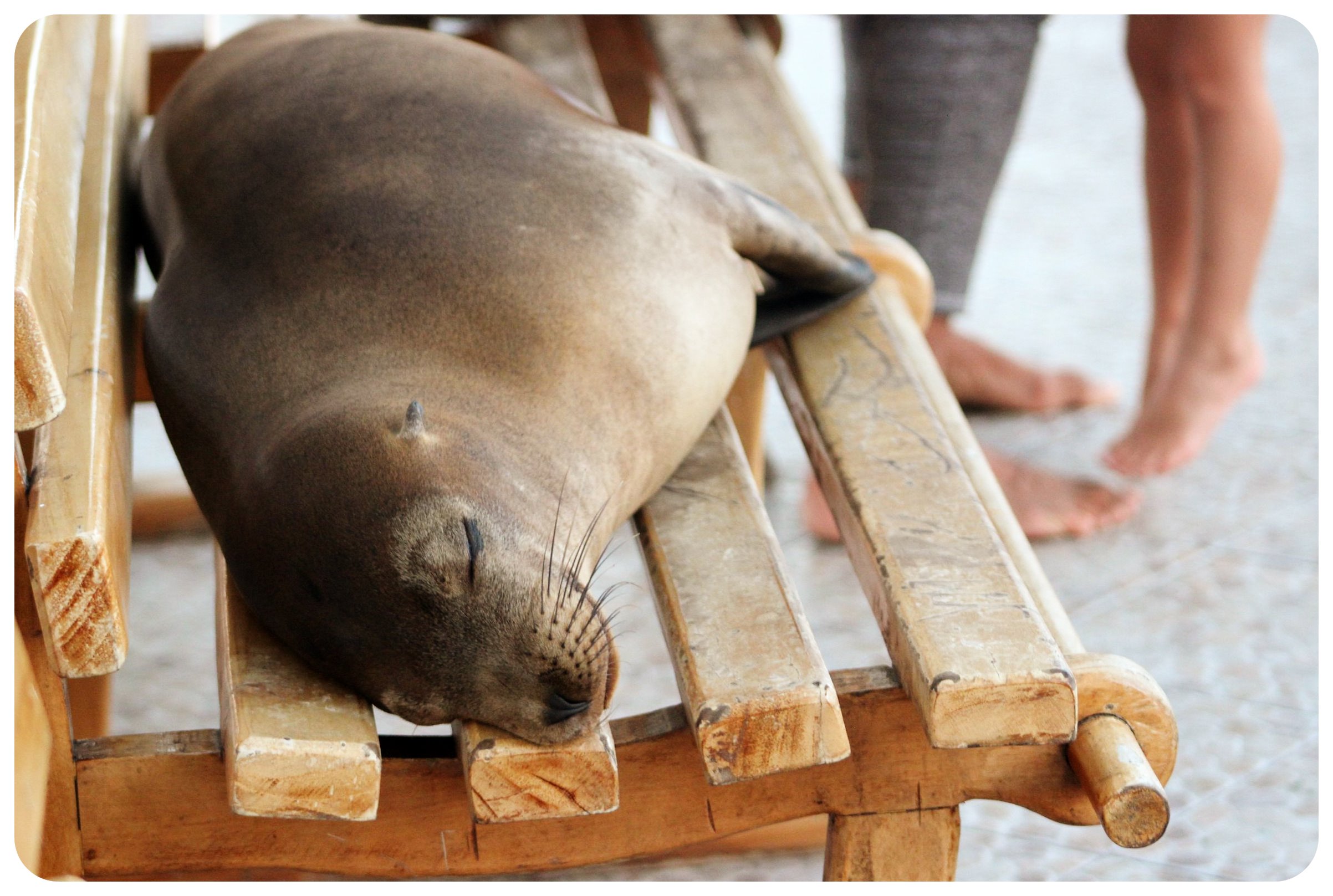 sello de Galápagos