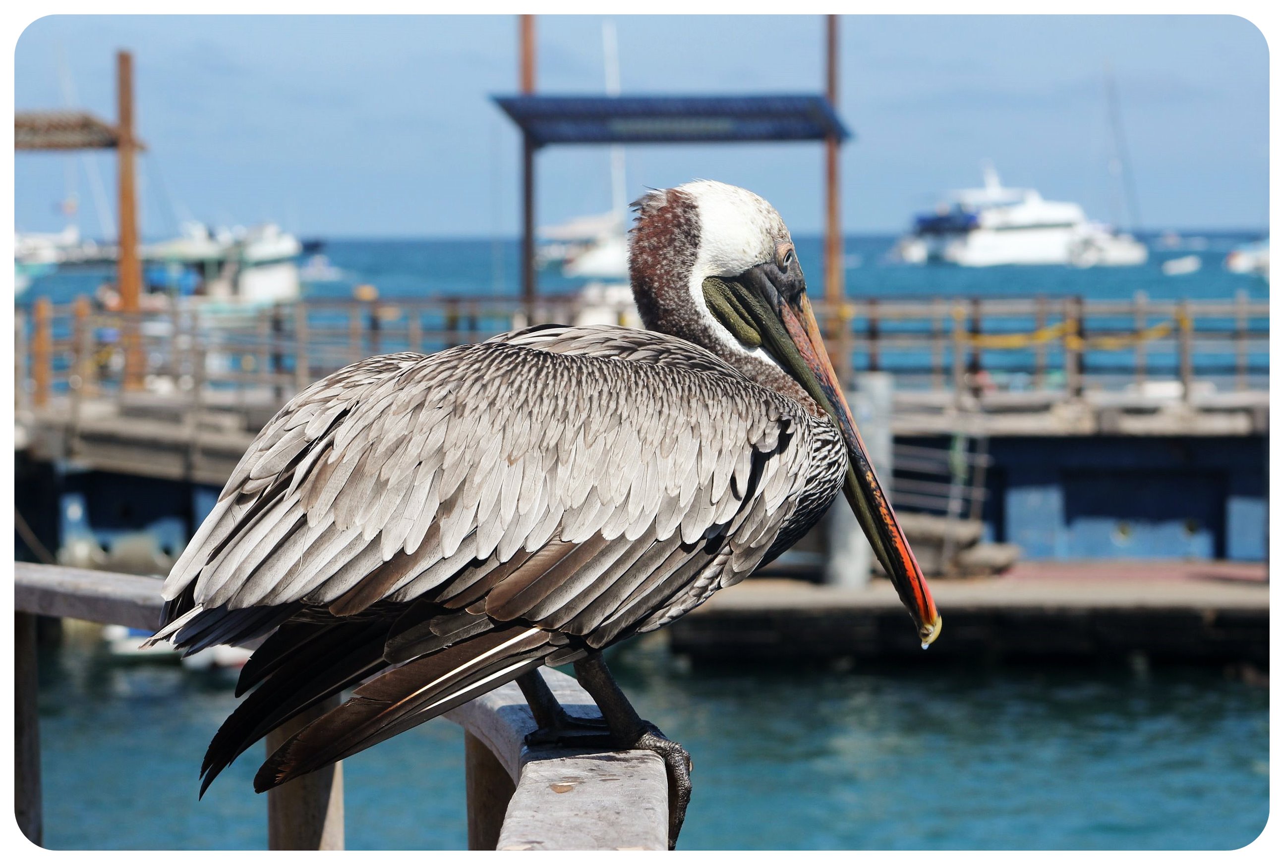 Crucero en las Islas Galápagos