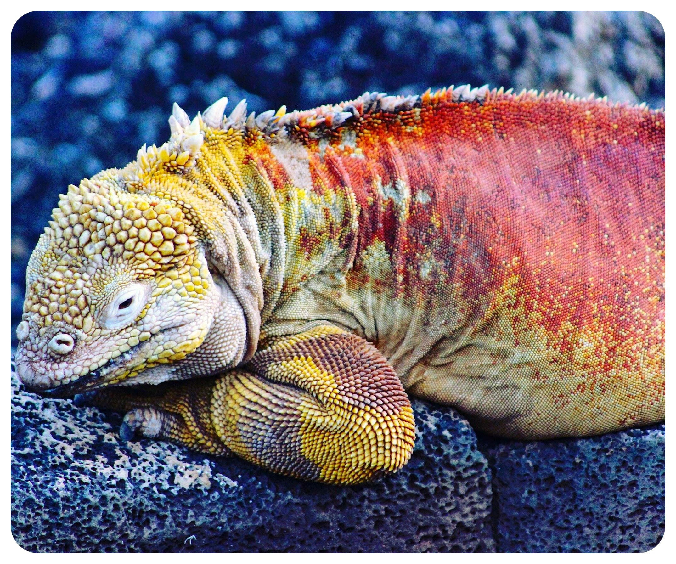 iguana terrestre de Galápagos