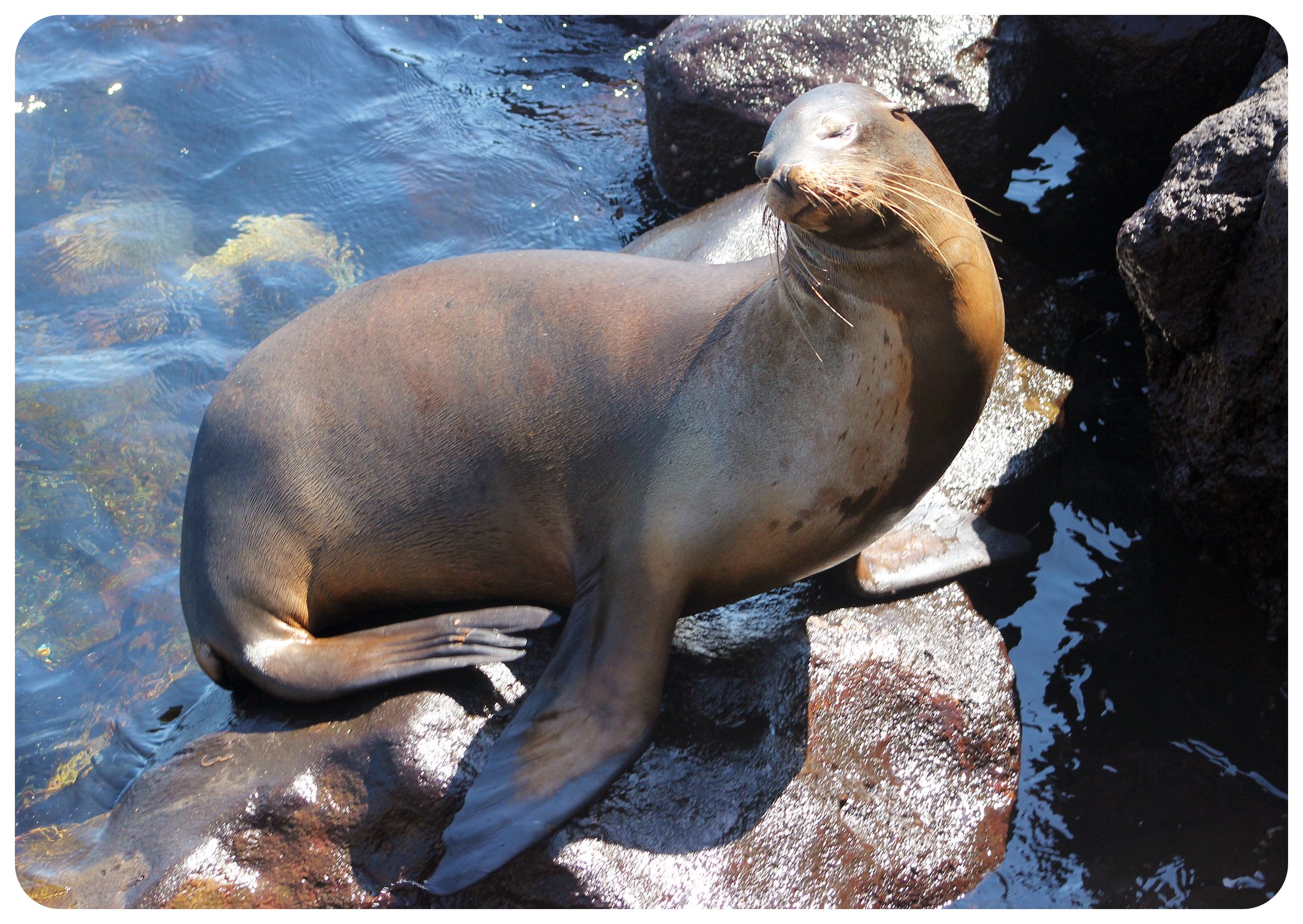 sello de Galápagos