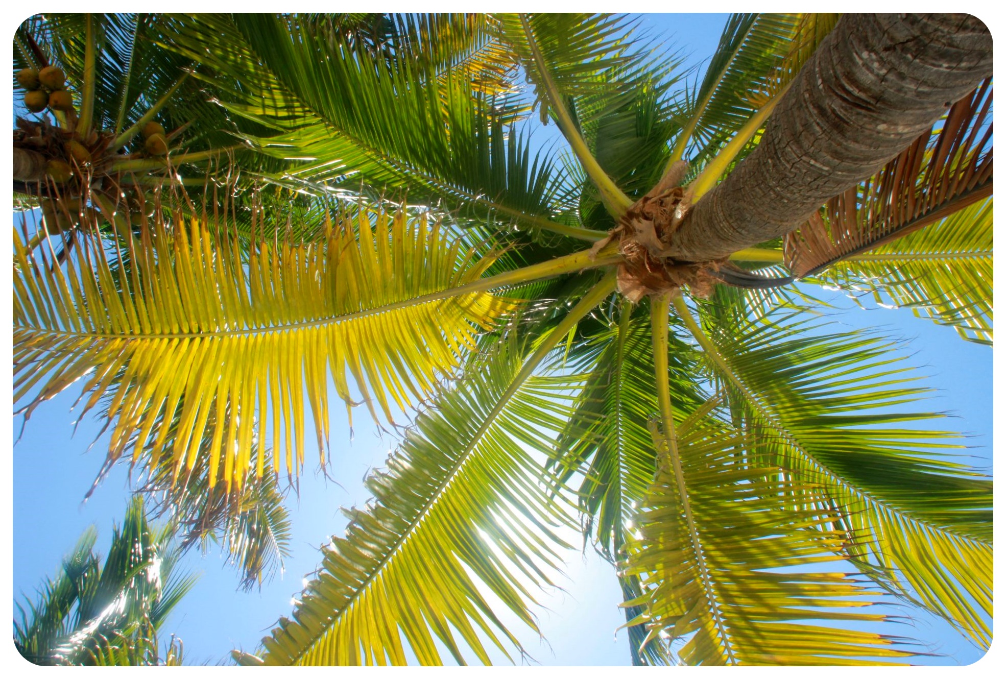 palmeras isla mujeres