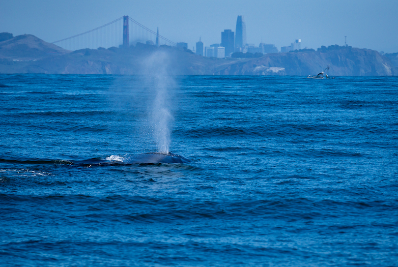 Ballena jorobada