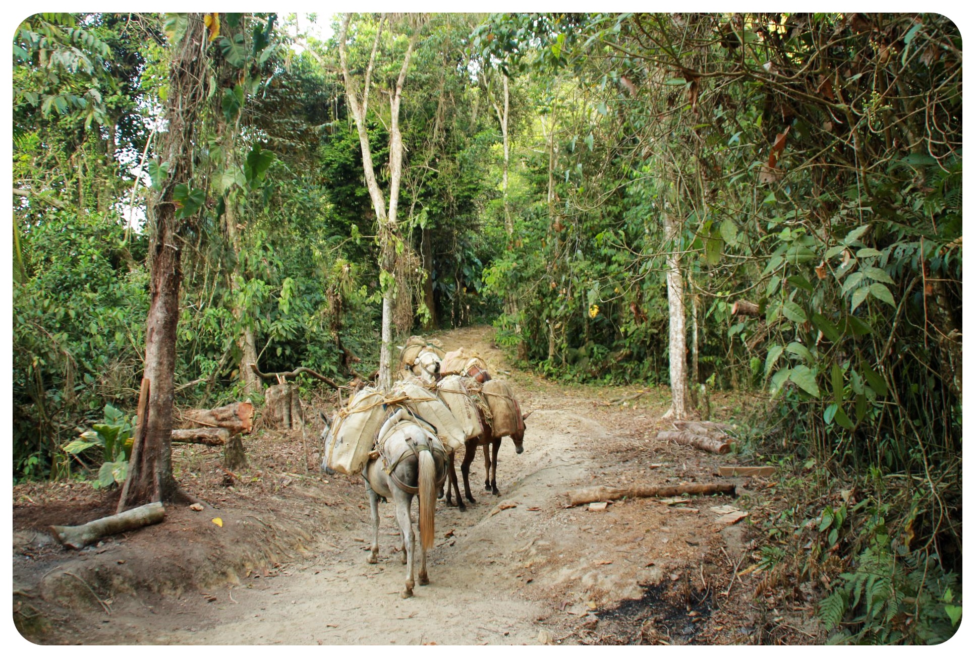 ciudad perdida trek caballos colombia