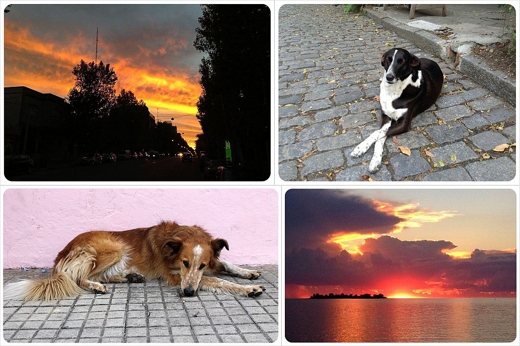 Colonia del Sacramento Cachorros y puestas de sol