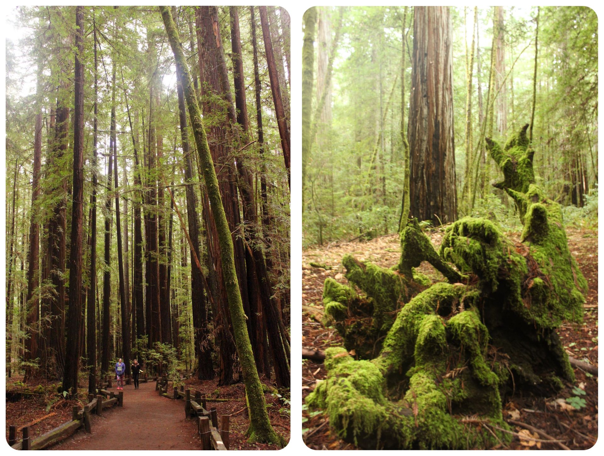 Armstrong Redwoods California