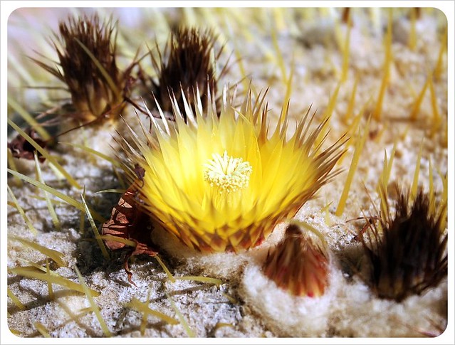 flor de cactus de Tucson