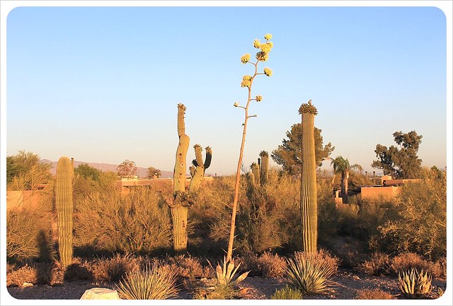 cactus de Tucson