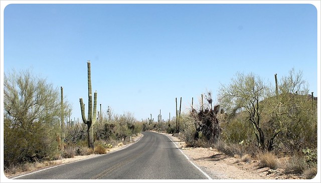 cactus del sur de Arizona