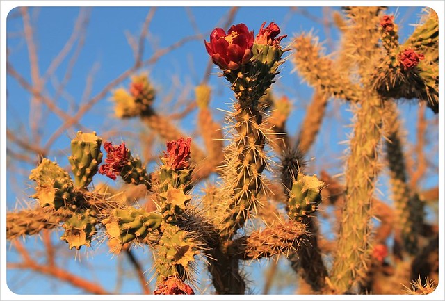 flores de cactus de Tucson