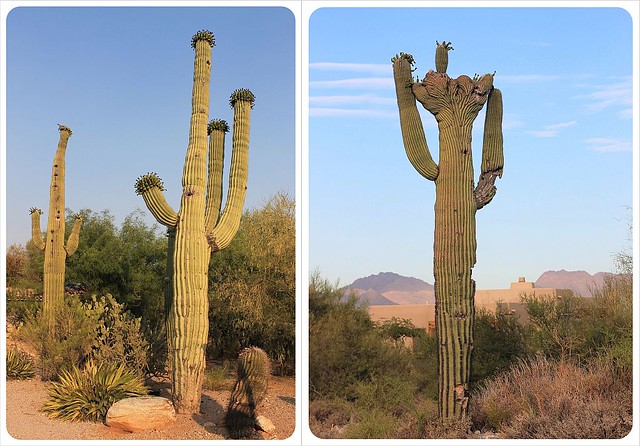 saguaros del sur de Arizona