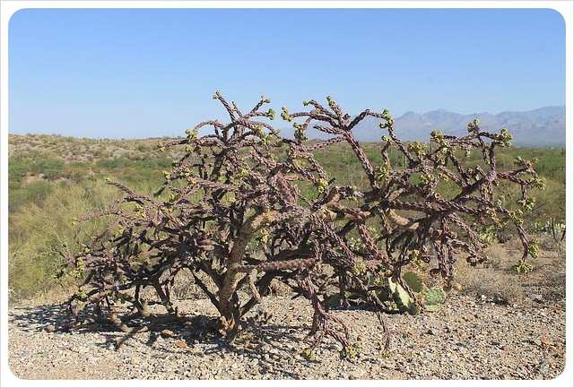 arbusto de cactus de Arizona