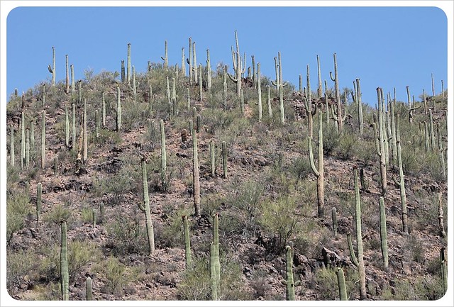 saguaros de Arizona