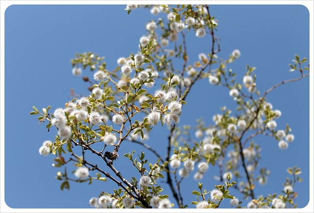 flores del desierto de Arizona