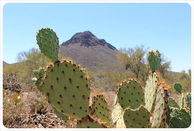 cactus en el sur de Arizona