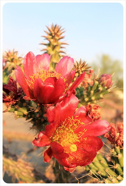 flor de cactus de Tucson