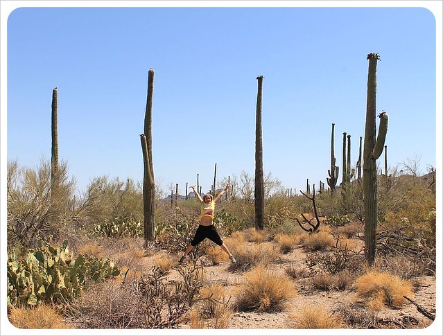 saguaros del sur de Arizona