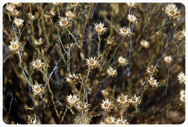 flores del desierto de Arizona meridional