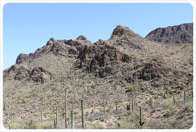 saguaros de Arizona