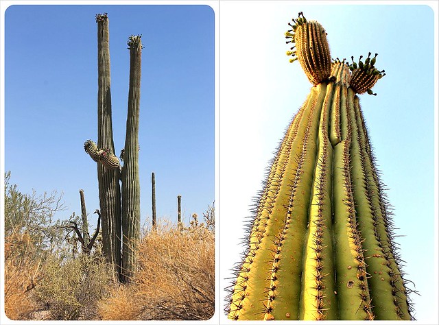 cactus saguaro desierto de Sonora