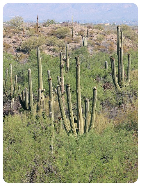 saguaros en el sur de Arizona