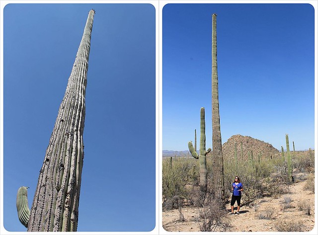 enormes saguaros en Arizona