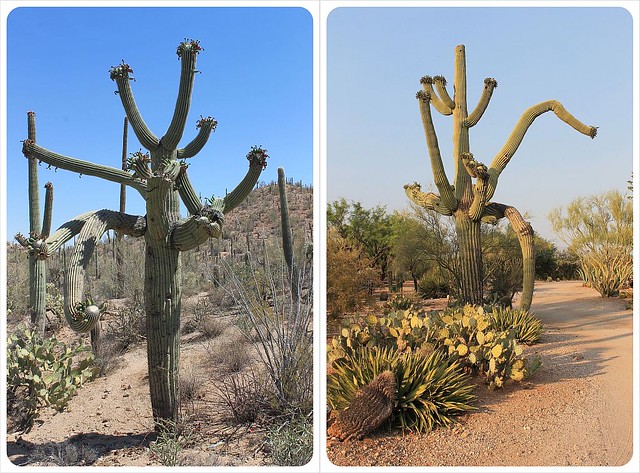 saguaros del sur de Arizona