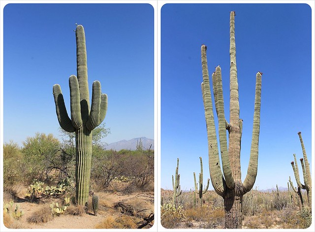 cactus saguaro en Arizona