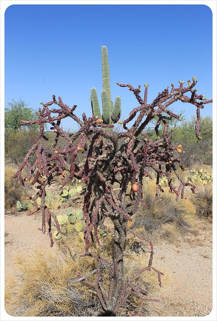 cactus y saguaro