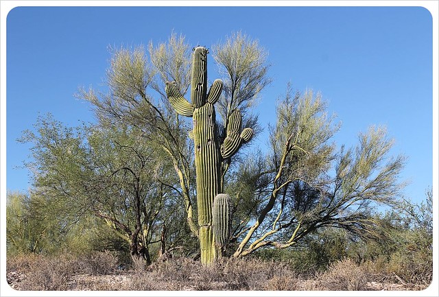 cactus de Tucson